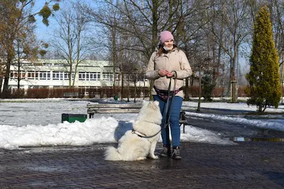 Anioł Nie Pies - Szkolenia, Behawiorysta, i Fizjoterapia Psów | Nosework | Psi fitness